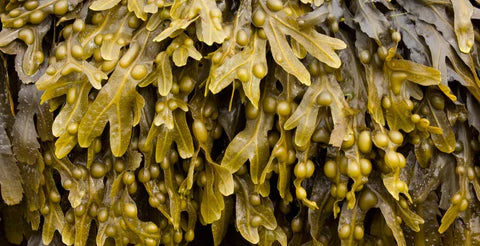 Sea Moss Supplemental Capsule